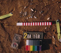 Overhead view of cremation pit 2DA169 showing calcined bone fragments